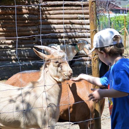 Casa Das Palmeiras-Pedagogic Farm Mangualde Eksteriør bilde