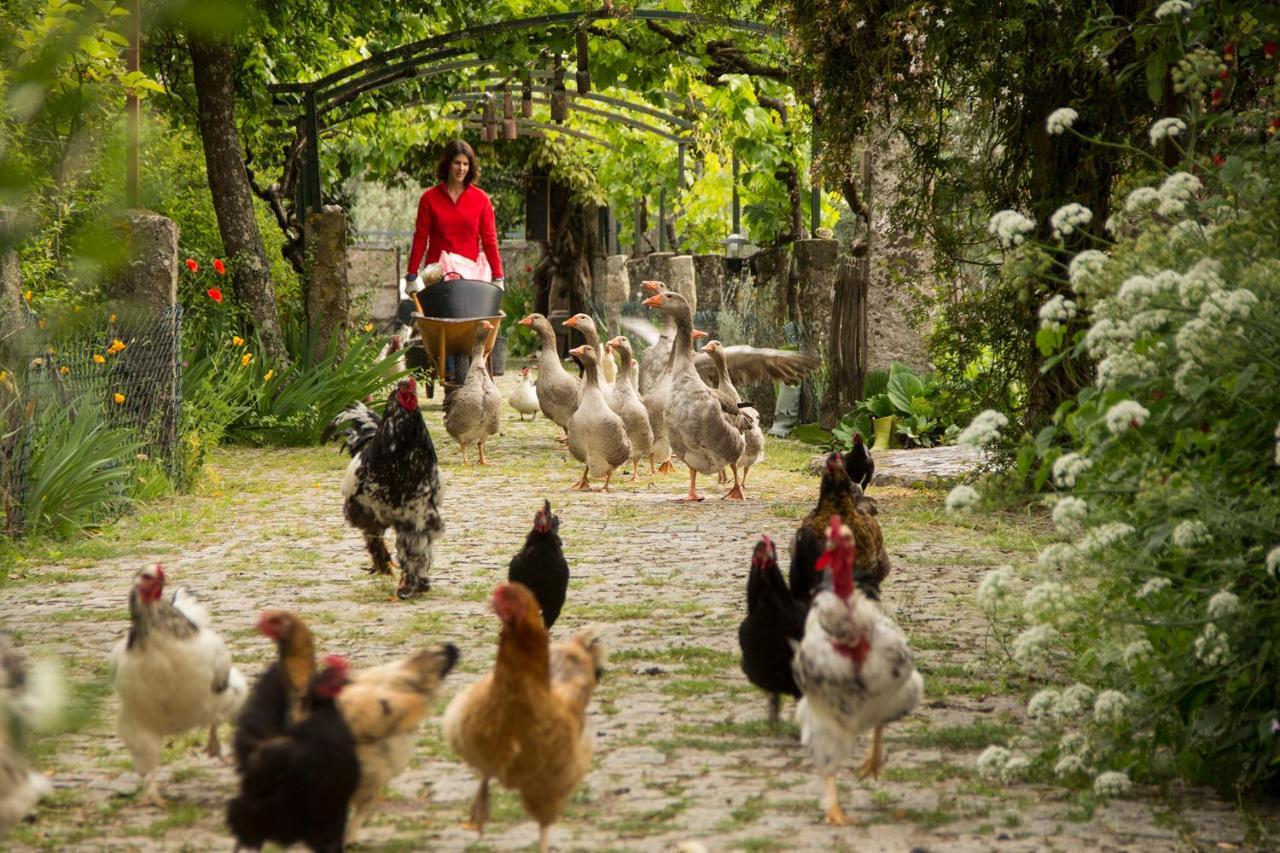 Casa Das Palmeiras-Pedagogic Farm Mangualde Eksteriør bilde