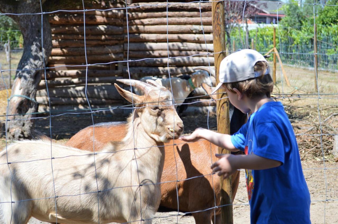 Casa Das Palmeiras-Pedagogic Farm Mangualde Eksteriør bilde